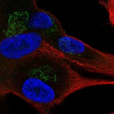 Immunocytochemistry/ Immunofluorescence: APBA1 Antibody [NBP2-56155]