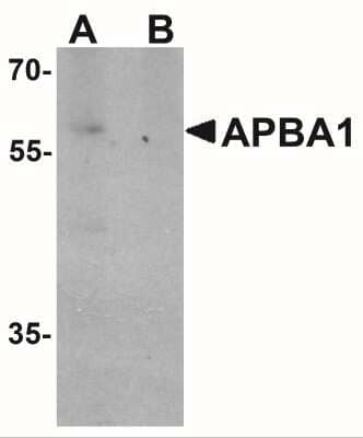 Western Blot: APBA1 AntibodyBSA Free [NBP2-41182]