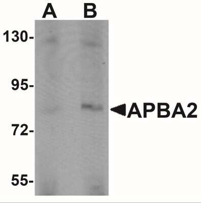 Western Blot: APBA2 AntibodyBSA Free [NBP2-41127]