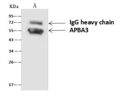 Immunoprecipitation: APBA3/Mint-3 Antibody [NBP3-06040]