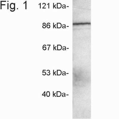 Western Blot: APBA3/Mint-3 Antibody [NB120-3450]