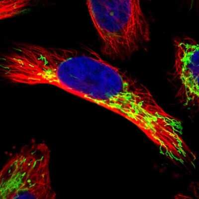 Immunocytochemistry/ Immunofluorescence: APBB2 Antibody [NBP1-84700]