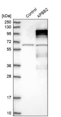 Western Blot: APBB2 Antibody [NBP1-84700]