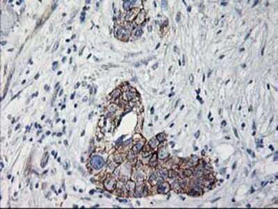 Immunohistochemistry-Paraffin: APBB3 Antibody (OTI5G3) [NBP2-01367]