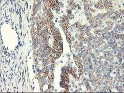 Immunohistochemistry-Paraffin: APBB3 Antibody (OTI5G3) [NBP2-01367]