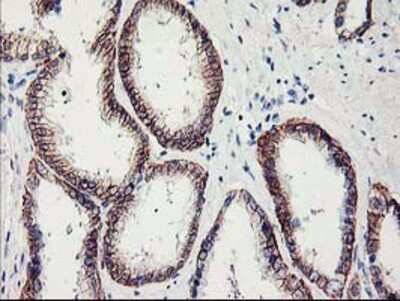 Immunohistochemistry-Paraffin: APBB3 Antibody (OTI5G3) [NBP2-01367]