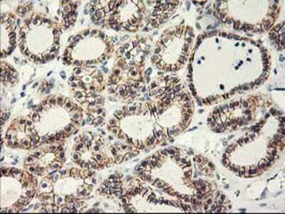 Immunohistochemistry-Paraffin: APBB3 Antibody (OTI5G3) [NBP2-01367]