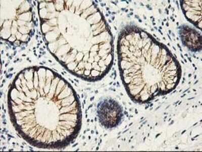 Immunohistochemistry-Paraffin: APBB3 Antibody (OTI5G3) [NBP2-01367]
