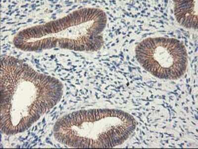 Immunohistochemistry-Paraffin: APBB3 Antibody (OTI5G3) [NBP2-01367]