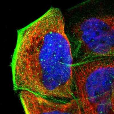 Immunocytochemistry/ Immunofluorescence: APBB3 Antibody [NBP1-84699]