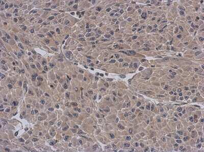 Immunohistochemistry-Paraffin: APBB3 Antibody [NBP1-33014]