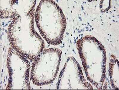 Immunohistochemistry: APBB3 Antibody (OTI5G3) - Azide and BSA Free [NBP2-71585]
