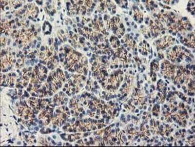 Immunohistochemistry: APBB3 Antibody (OTI5G3) - Azide and BSA Free [NBP2-71585]