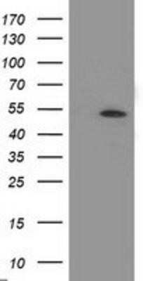 Western Blot: APBB3 Antibody (OTI5G3)Azide and BSA Free [NBP2-71585]