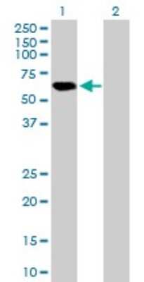 Western Blot: APBB3 Antibody [H00010307-B01P]