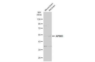 Western Blot: APBB3 Antibody [NBP1-33014]