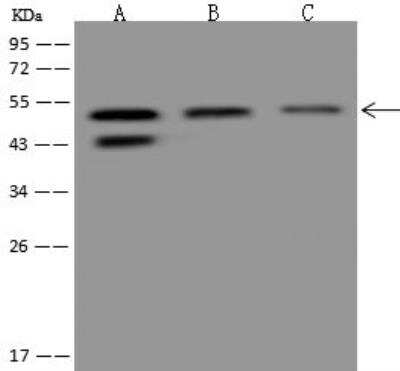 Western Blot: APBB3 Antibody [NBP3-12680]