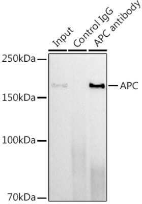Immunoprecipitation: APC Antibody (8X7Q1) [NBP3-15561]