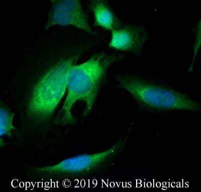 Immunocytochemistry/ Immunofluorescence: APC Antibody - BSA Free [NB100-91662]
