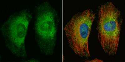 Immunocytochemistry/ Immunofluorescence: APC Antibody [NBP2-15422]