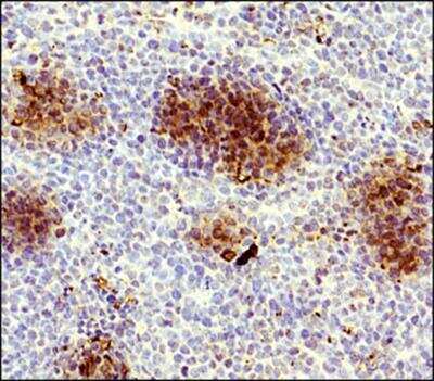 Immunohistochemistry-Paraffin: APC Antibody - BSA Free [NB100-91662]