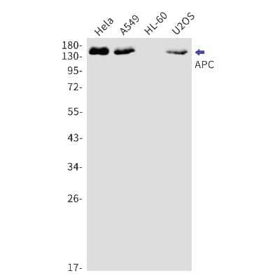 Western Blot: APC Antibody (S06-2E4) [NBP3-14908]