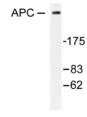 Western Blot: APC AntibodyBSA Free [NB100-91662]