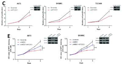 Knockdown Validated: APCDD1 Antibody - BSA Free [NB110-92756]