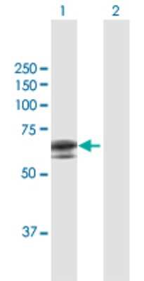 Western Blot: APCDD1 Antibody [H00147495-B01P]