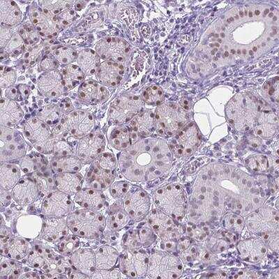 Immunohistochemistry-Paraffin: APCDD1L Antibody [NBP2-49502]