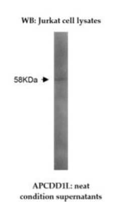 Western Blot: APCDD1L Antibody (Z35P1F10*C4)BSA Free [NBP2-50107]