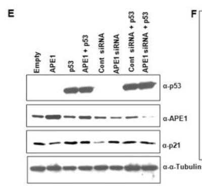 Knockdown Validated: APE Antibody (13B8E5C2) - Azide and BSA Free [NBP2-80578]