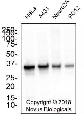 Western Blot: APE Antibody (13B8E5C2)Azide and BSA Free [NBP2-80578]