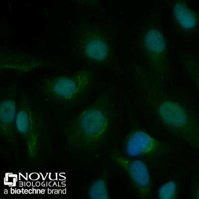 Immunocytochemistry/ Immunofluorescence: APE Antibody (13B8E5C2) - BSA Free [NB100-116]