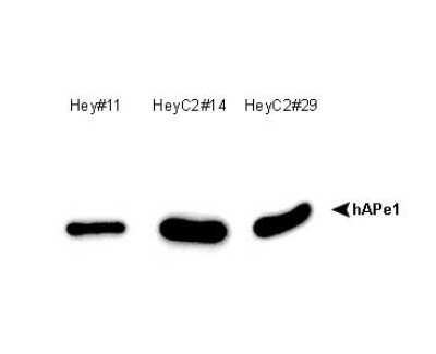 Western Blot: APE Antibody (13B8E5C2)BSA Free [NB100-116]