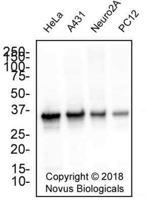 Western Blot: APE Antibody (13B8E5C2)BSA Free [NB100-116]