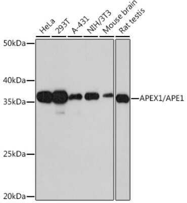 Western Blot: APE Antibody (3W5N10) [NBP3-15361]