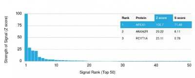 Protein Array: APE Antibody (CPTC-APEX1-2) [NBP3-07864]