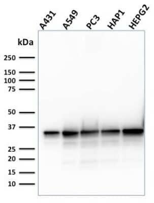 Western Blot: APE Antibody (CPTC-APEX1-2)Azide and BSA Free [NBP3-08370]