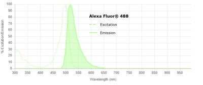 Flow Cytometry: APE Antibody - BSA Free [NB100-101]