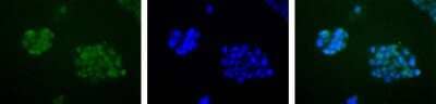 Immunocytochemistry/ Immunofluorescence: APE Antibody - BSA Free [NB100-101]