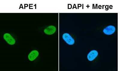 Immunocytochemistry/ Immunofluorescence: APE Antibody - BSA Free [NB100-101]