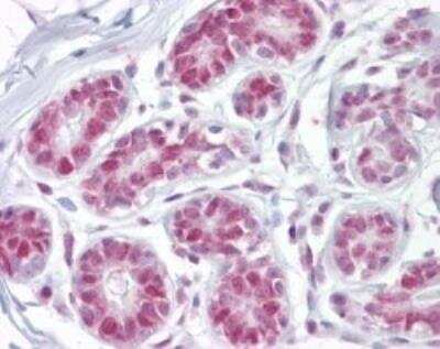 Immunohistochemistry-Paraffin: APE Antibody [NB100-56359]