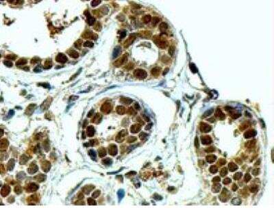 Immunohistochemistry-Paraffin: APE Antibody [NB100-897]