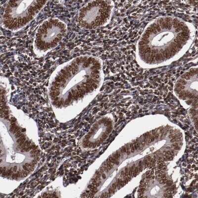 Immunohistochemistry-Paraffin: APE Antibody [NBP2-54653]