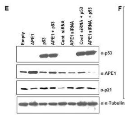 Knockdown Validated: APE Antibody Pack [NB100-909]