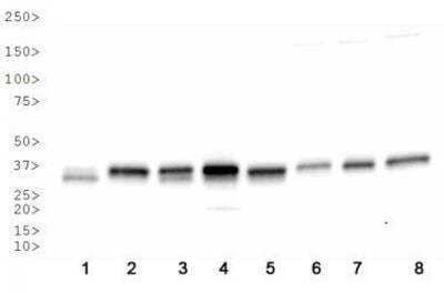 Western Blot: APE Antibody Pack [NB100-909]