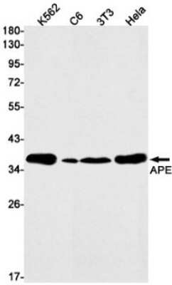 Western Blot: APE Antibody (S07-5A9) [NBP3-15113]