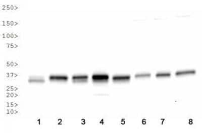 Western Blot: APE AntibodyBSA Free [NB100-101]