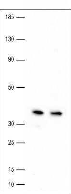 Western Blot: APE AntibodyBSA Free [NB100-101]